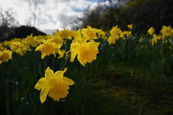 Gul våren påskliljor i trädgården — Stockfoto