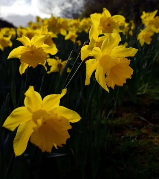 Gul våren påskliljor i trädgården — Stockfoto