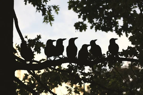 Murder of crows for Halloween decorations — 스톡 사진