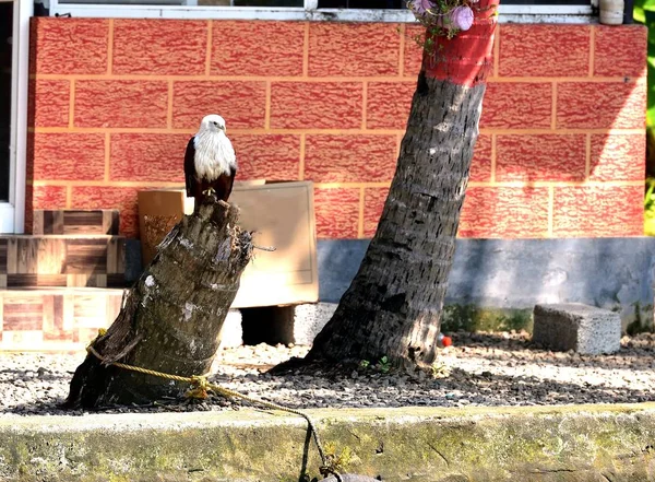 喀拉拉拉邦海鹰在树桩上 — 图库照片