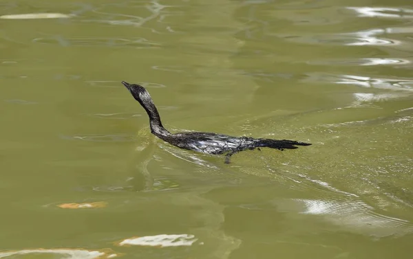 Cormorant causant un grand sillage — Photo