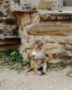 Çalıntı muzuyla Macaque.