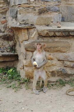 Çalıntı muzuyla Macaque.