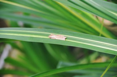 Dişi ağaç kurbağası Mercurana Myristicapalustris