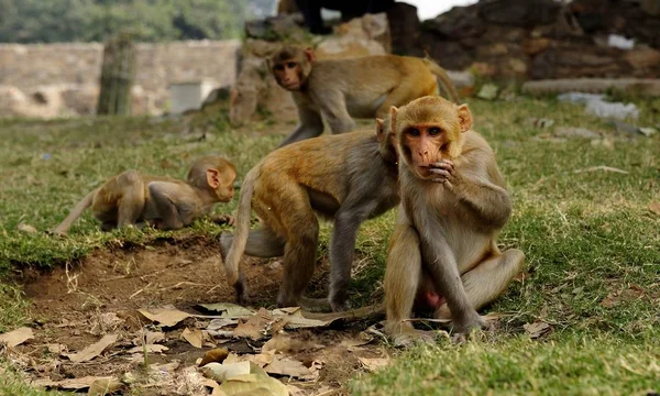 Macaque kijkt naar de fotograaf — Stockfoto