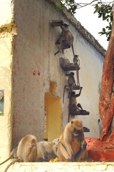 Macaque being watcghed by the long tailed monkeys — Stock Photo, Image