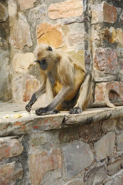 Matriarch Long tailed Monkey picking seeds — Stock Photo, Image