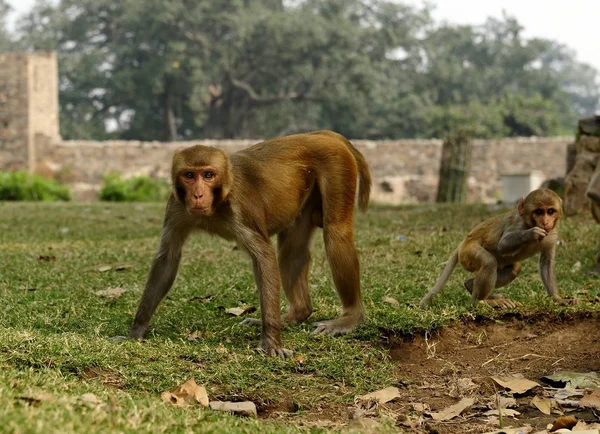 Macaque watching the photographer — 스톡 사진