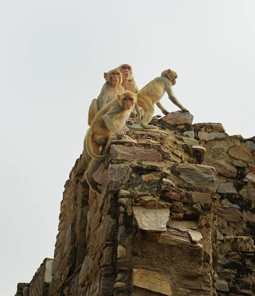 Macaque family group on the wall — 스톡 사진