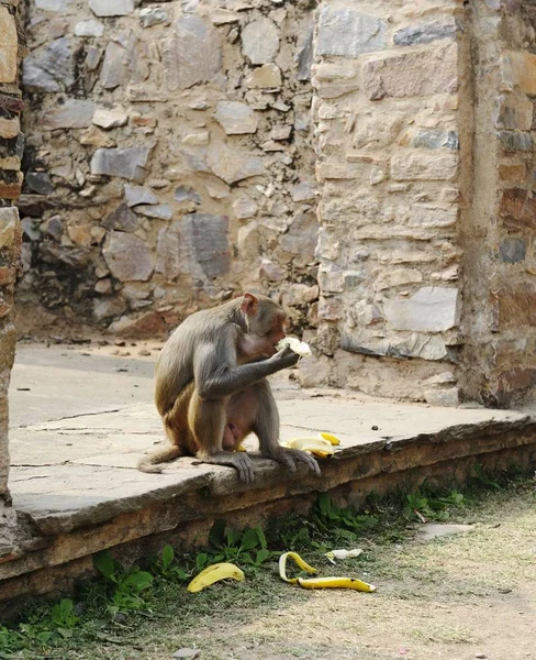 Makakowe wąwozy na bananach — Zdjęcie stockowe
