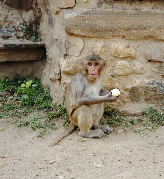 Macaque met zijn gestolen banaan — Stockfoto