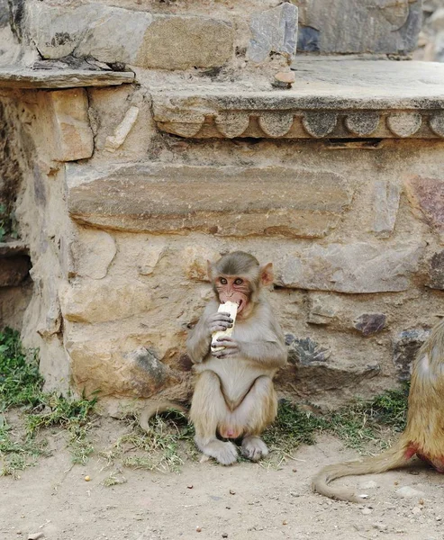 Macaque met zijn gestolen banaan — Stockfoto