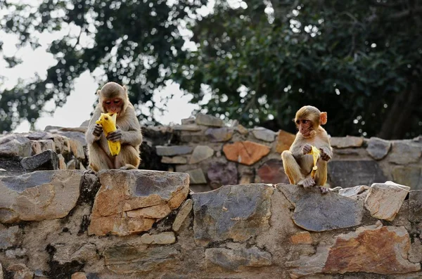 Mladé Macaque jíst banány na zdi — Stock fotografie