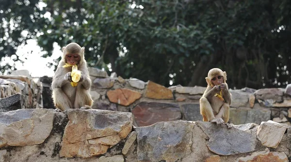 Mladé Macaque jíst banány na zdi — Stock fotografie