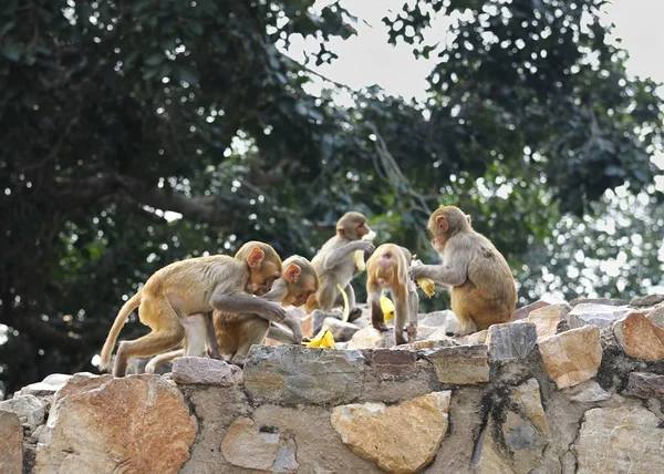 Skupina mladých Macaque jíst banány na zdi — Stock fotografie