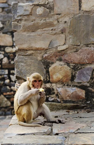 Macaque vult zijn etenszakken met een banaan — Stockfoto