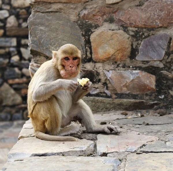 Macaque kijkt naar de fotograaf — Stockfoto