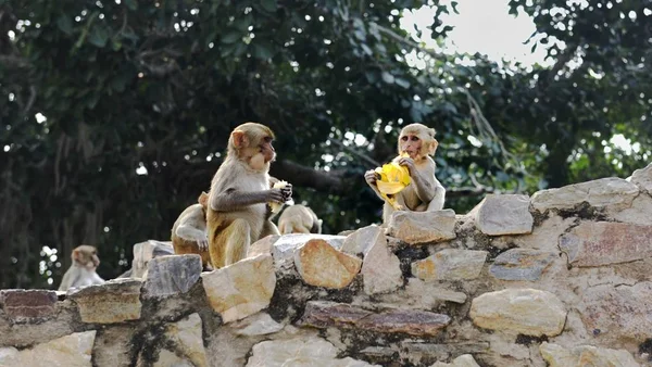 Giovane Macaque mangiare banane su un muro — Foto Stock