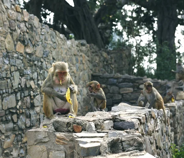 Jonge makaken eten bananen op een muur — Stockfoto