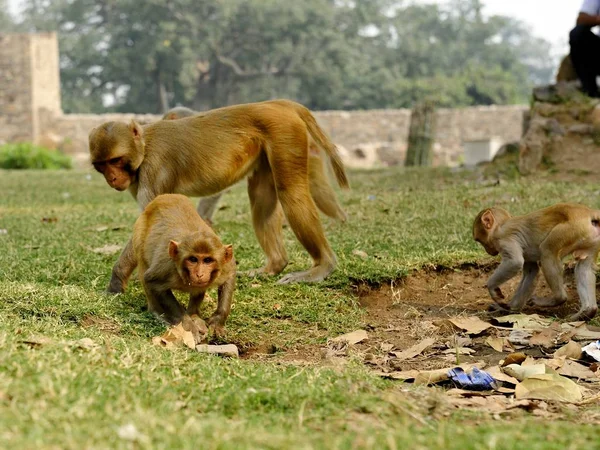 Macaque kijkt naar de fotograaf — Stockfoto