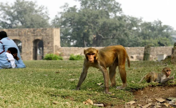 Macaque kijkt naar de fotograaf — Stockfoto