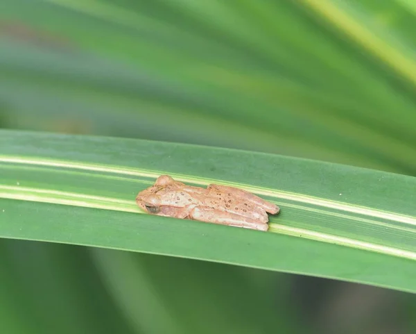 Female tree frog Mercurana myristicapalustris — Stock Photo, Image