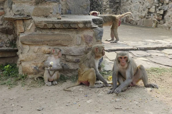 Family group of Macaque collecting seeds — 스톡 사진