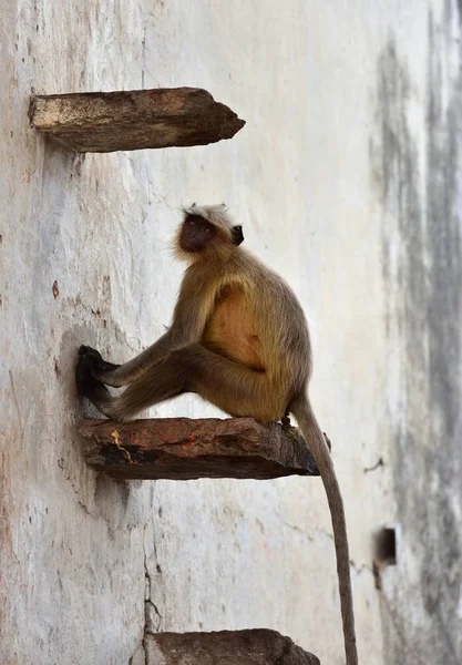 Tigre cola mono conjunto en un paso —  Fotos de Stock