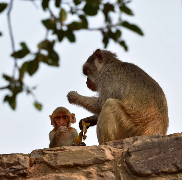 Baby Macaque pod máminým dohledem — Stock fotografie