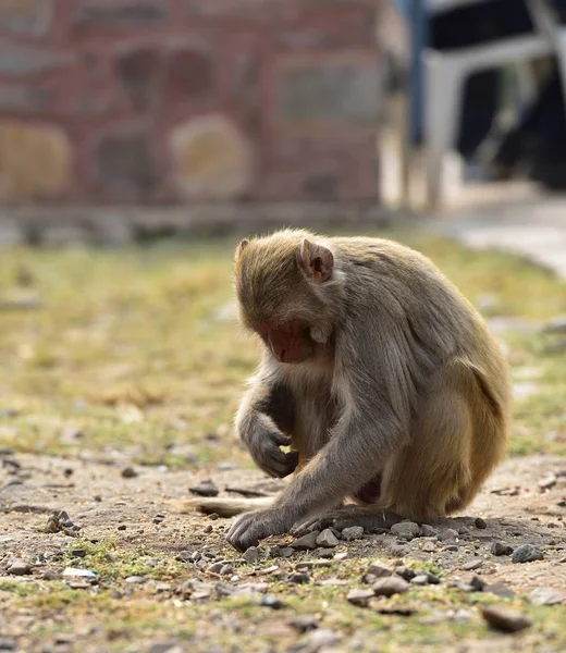 Macaque verzamelt zaden van het gras — Stockfoto
