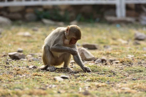 Macaque verzamelt zaden van het gras — Stockfoto