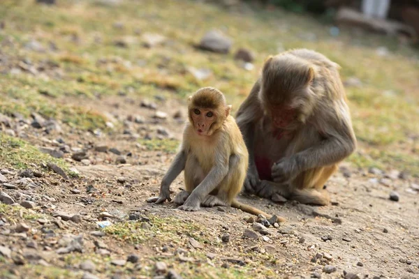 Bebé Macaque bajo la supervisión de mamá — Foto de Stock