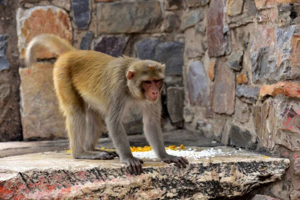 Macaque kijken naar de toeristen passeren — Stockfoto