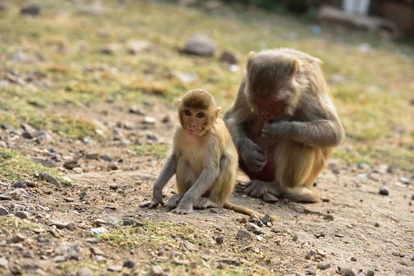 Baby Macaque onder toezicht van mama — Stockfoto