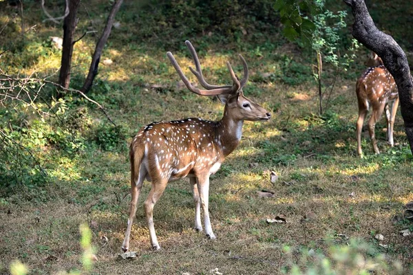 Cerf tacheté mâle sentant l'air pour les femmes — Photo