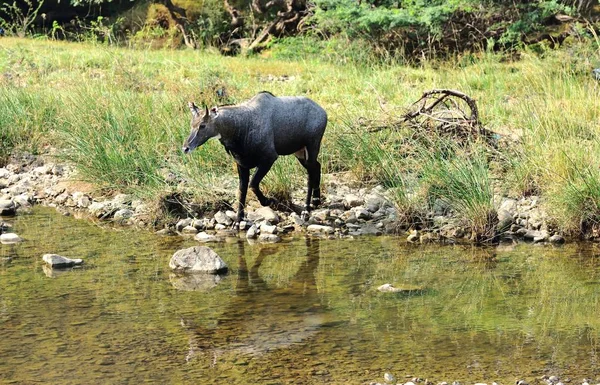 Blue deer reflections in the river — Stock Photo, Image