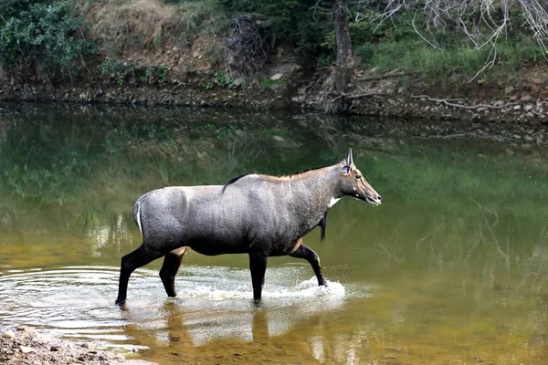 Riflessi di cervo blu nel fiume — Foto Stock
