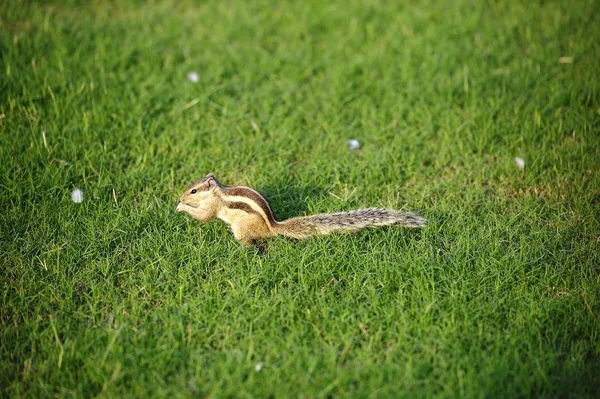 Indian Palm Squirrel in the evening sunlight — Stock Photo, Image