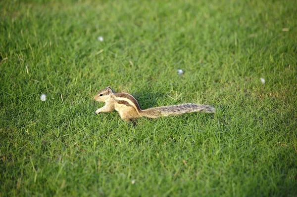 Indian Palm Squirrel in the evening sunlight — Stock Photo, Image