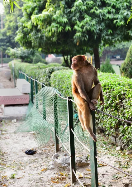 Macaque Monkey op wacht — Stockfoto