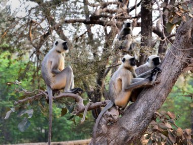 Matriarch Uzun Kuyruklu Maymun nöbette