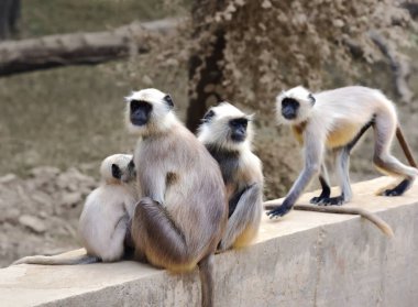 Matriarch Uzun Kuyruklu Maymun nöbette