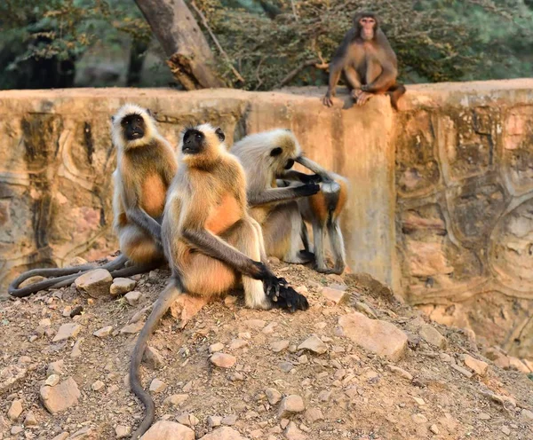 Matriarch Long tailed Monkey on guard duty — 스톡 사진