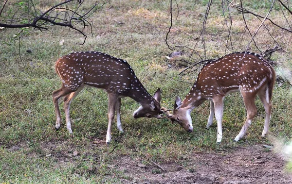 被发现的鹿群互相争斗 — 图库照片