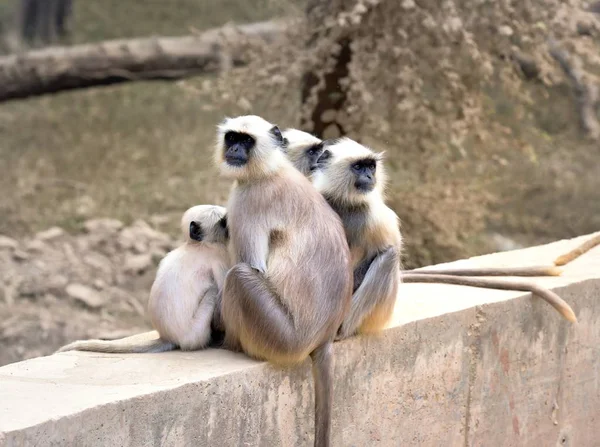 Matriarca Mono de cola larga en guardia — Foto de Stock