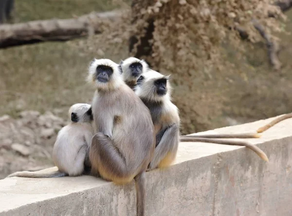 Matriarch Long tailed Monkey on guard duty — 스톡 사진