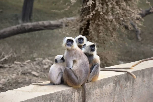 Matriarcha Dlouhý ocas opice na stráži — Stock fotografie