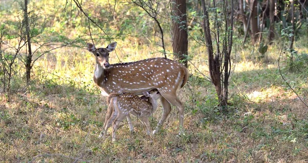 Spotted Deer Fawn feeding from mother — 图库照片