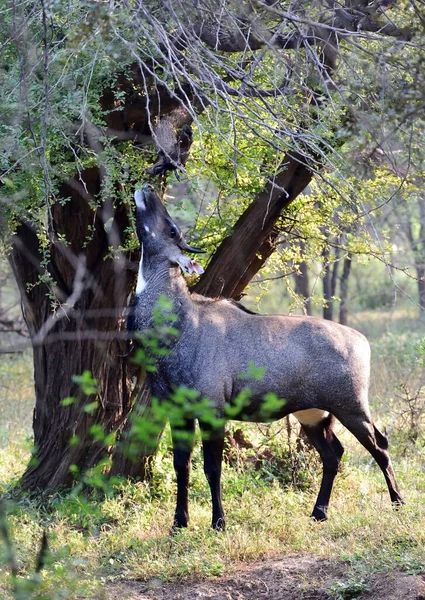 Blue deer searching for tender leaves — Stock Photo, Image