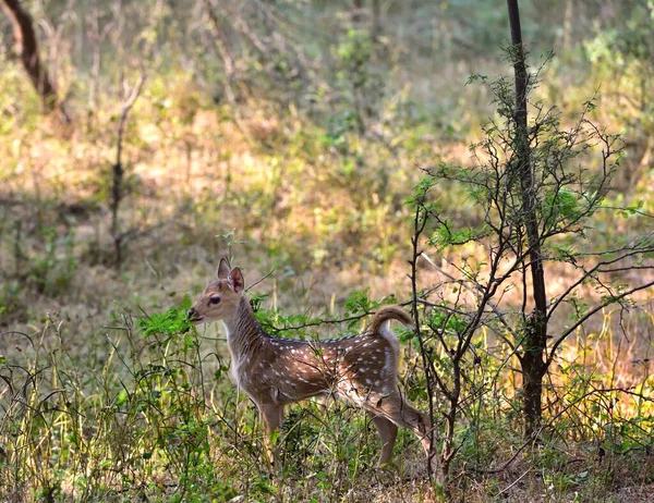 Fawn spotted deer stood still in the undergrowth — 图库照片
